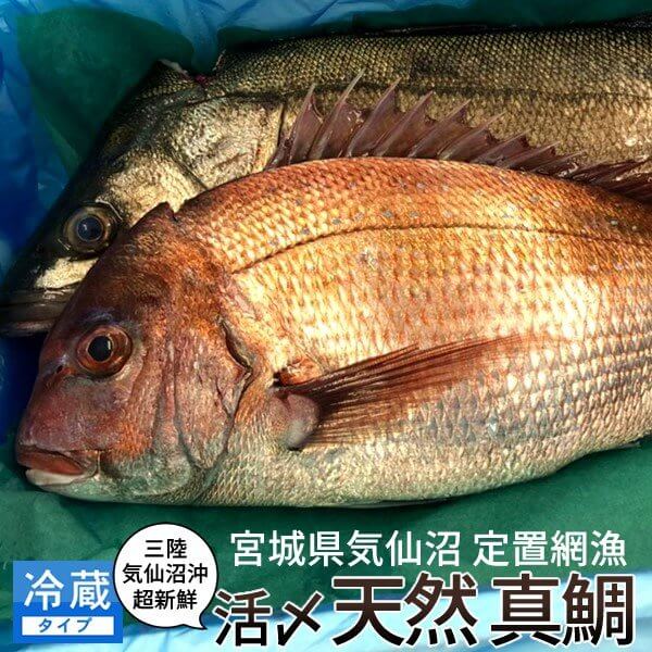 鮮魚 三陸 魚屋 宮城県気仙沼産 天然とれたて 真鯛